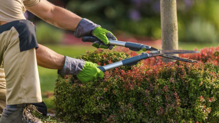 Entretien paysager à Genève avec taille de haie par JD Dusonchet pour un aménagement extérieur soigné