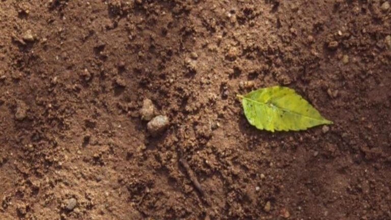 Sol remis à niveau avec apport de terre végétale, suite à des travaux de recharge de terrain pour jardin ou accès à Genève.